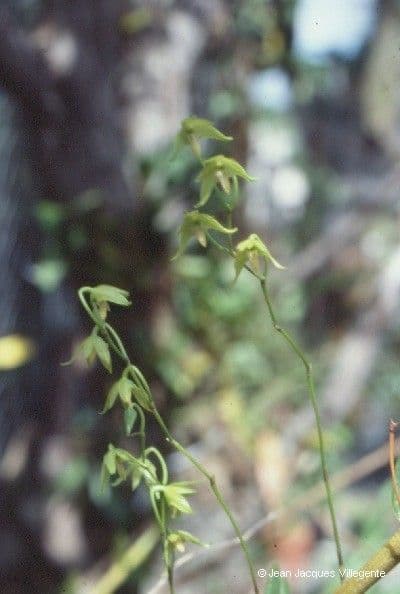 Dendrobium 5