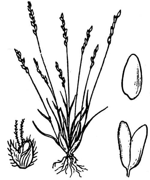 Mibora minima 25