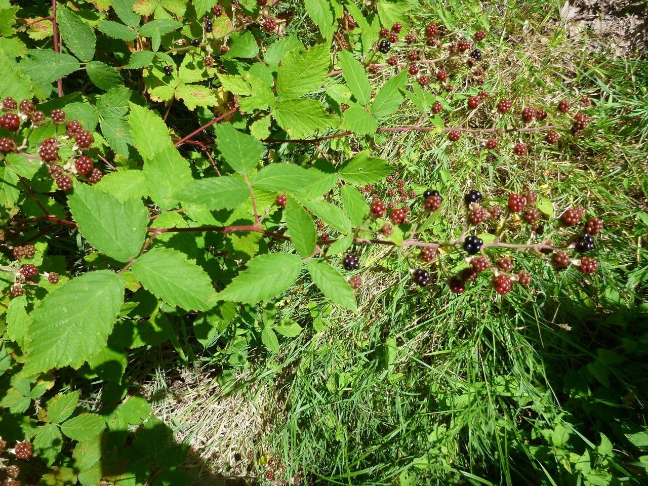 Berg-Brombeere 9