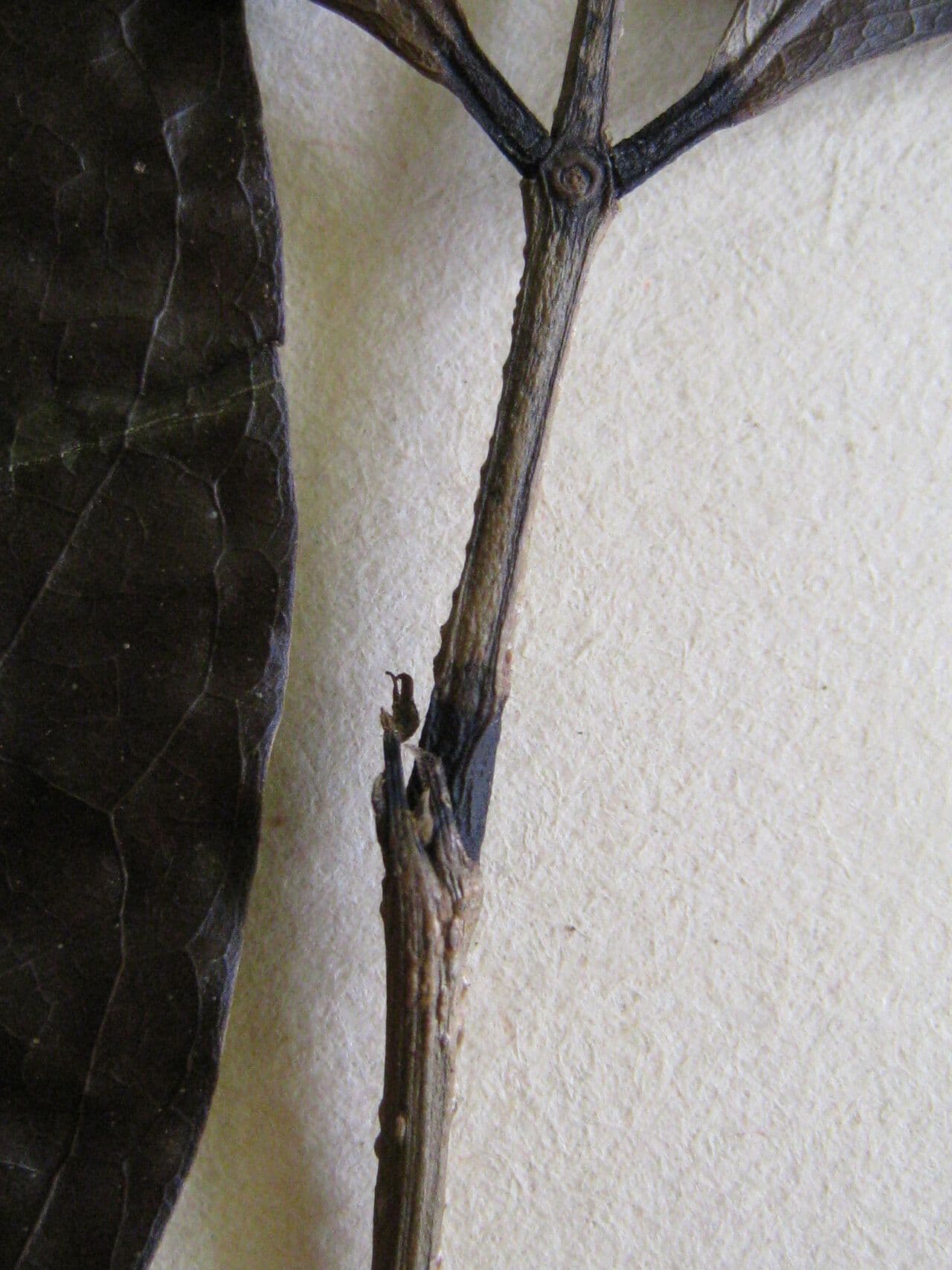 Inga 14