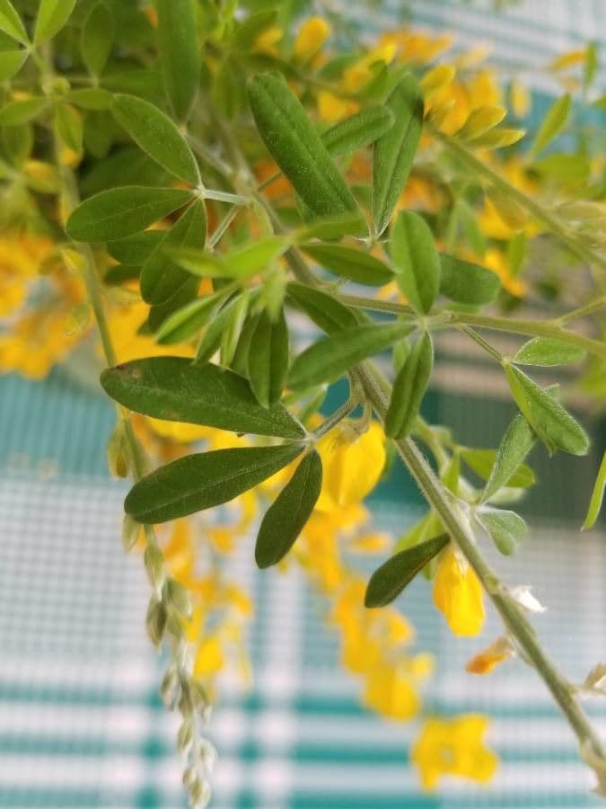 Genista canariensis 14