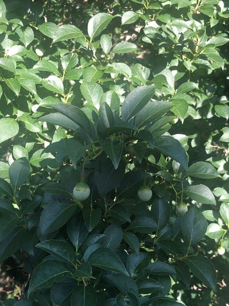 Styrax japonicus 18