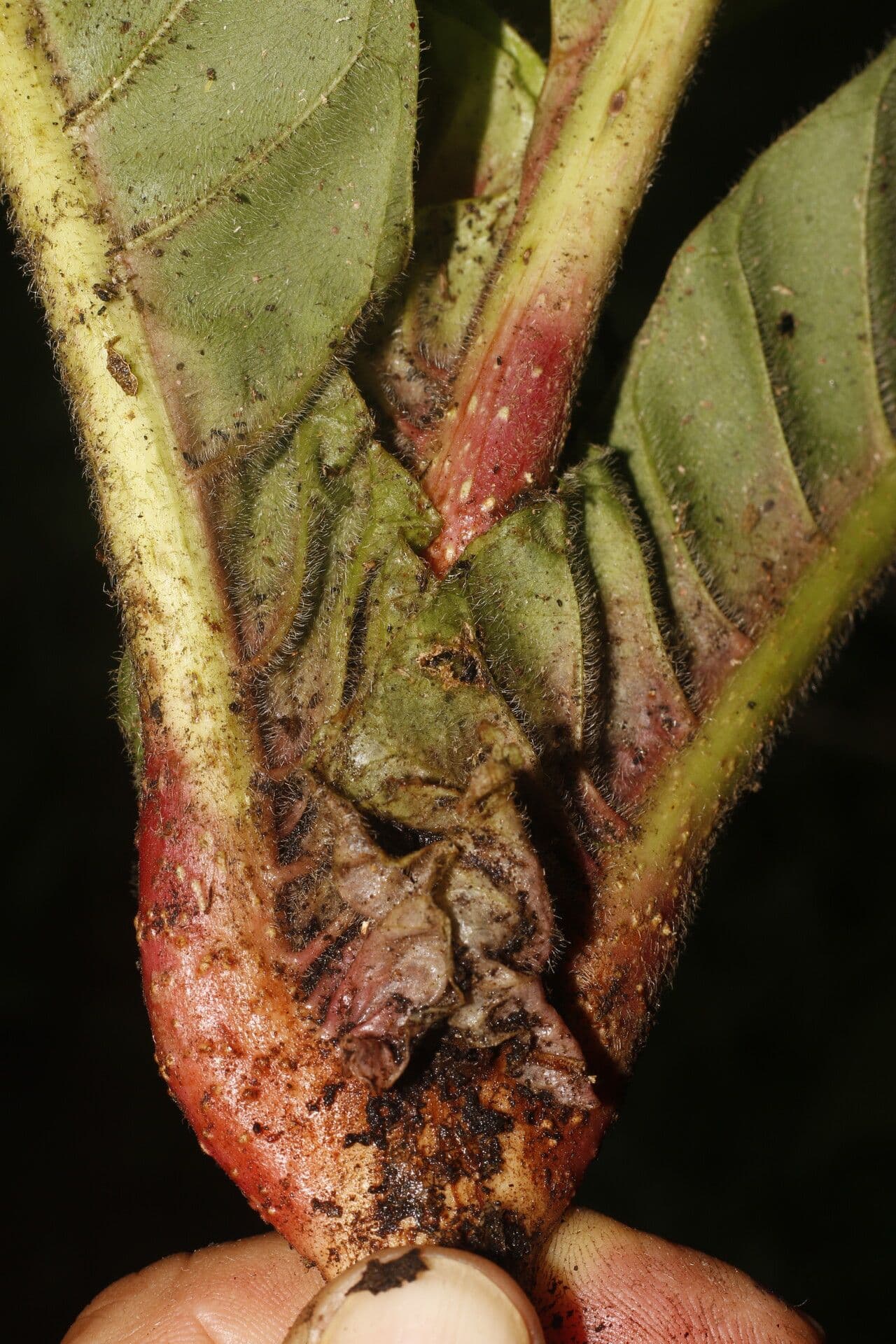 Pentagonia pelosa