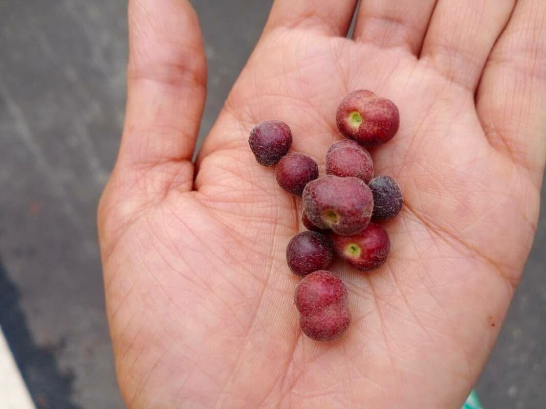 Grewia asiatica 2