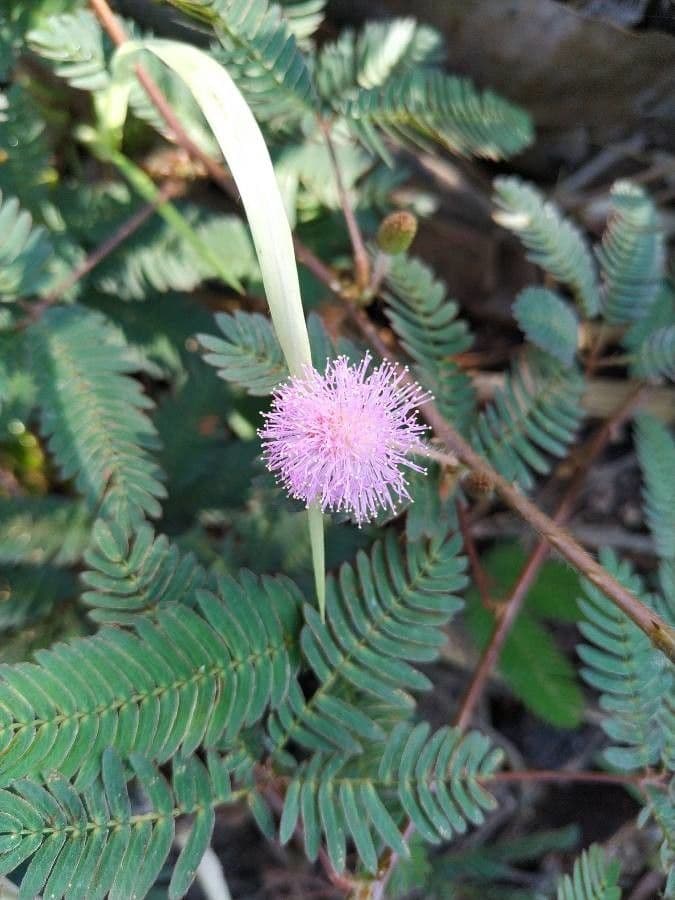 Mimosa pudica 7