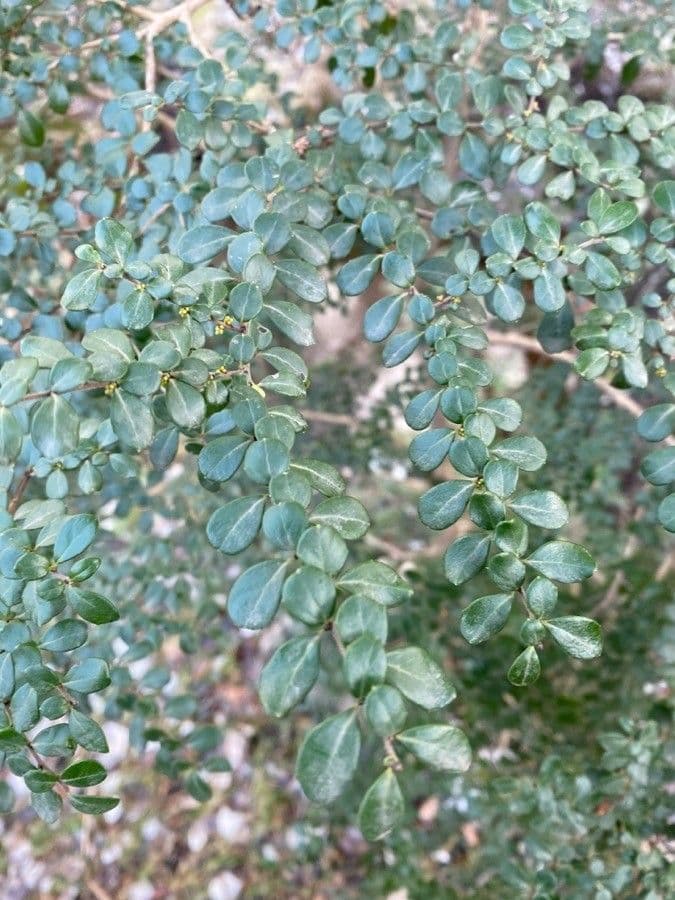 Azara microphylla 9