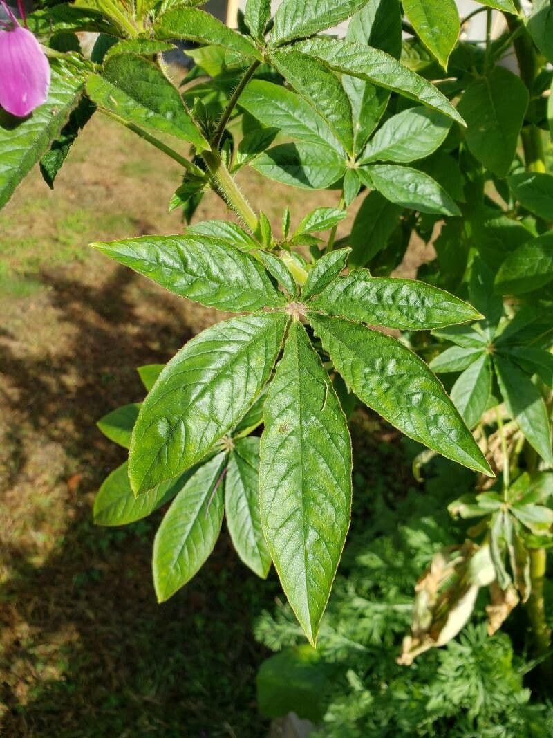 Pavučinkový kvet 18