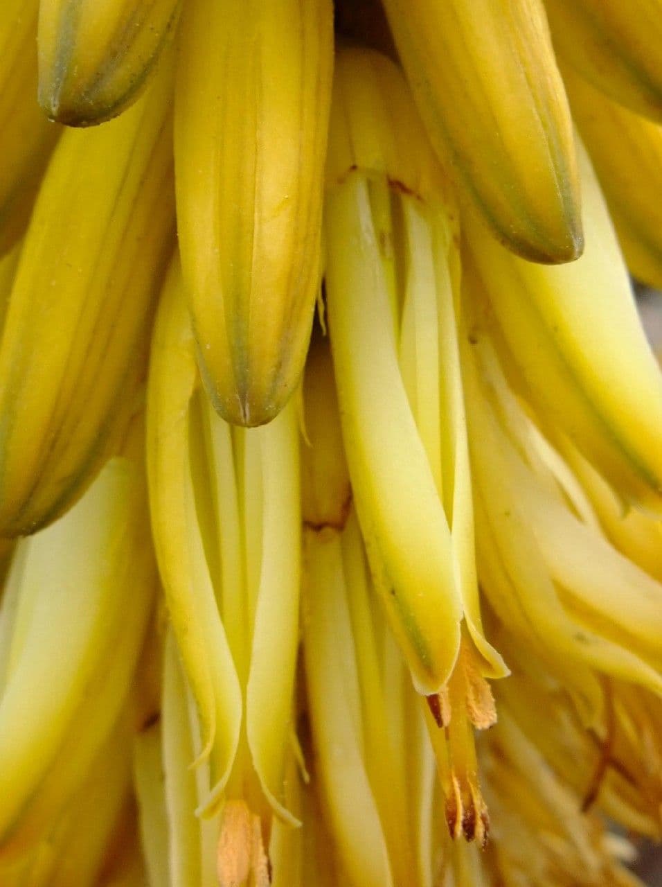 Aloe vera 8