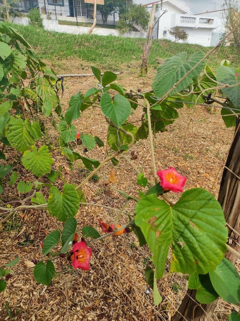 Stictocardia 6