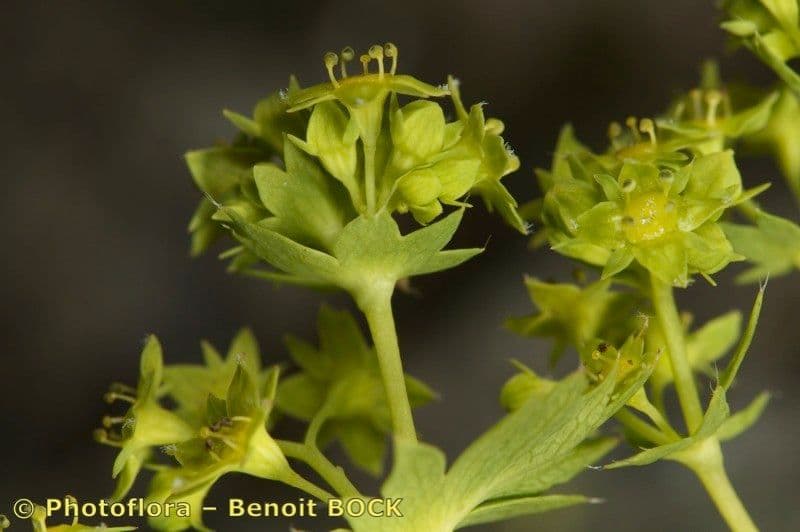 Alchemilla fissa