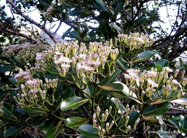 Syzygium 12