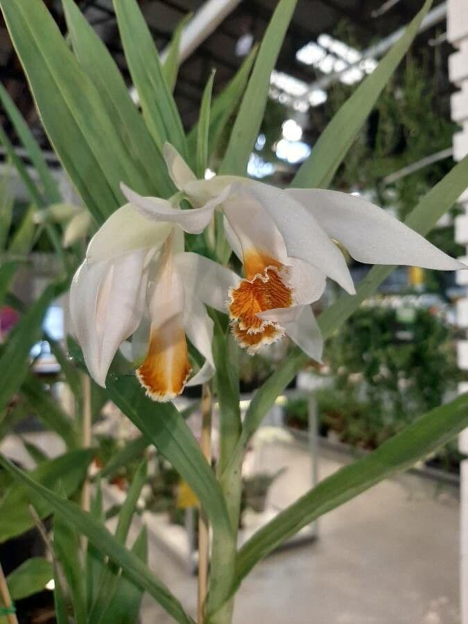 Sobralia 4