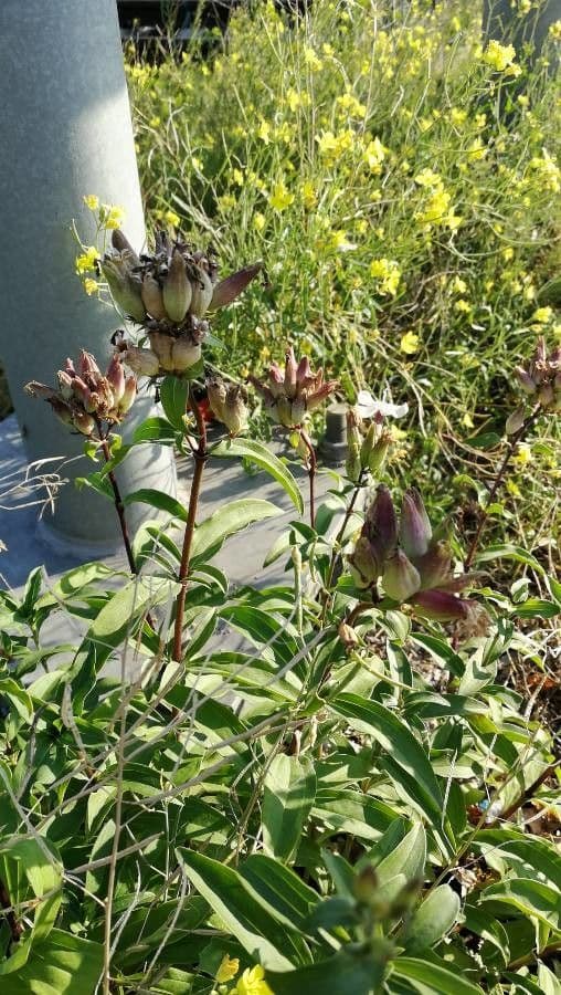 Saponaria comune 3