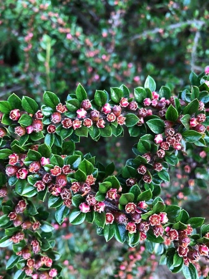 Cotoneaster 9