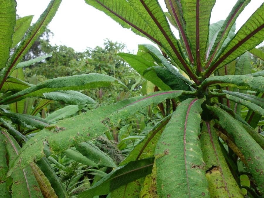 Lobelia 8