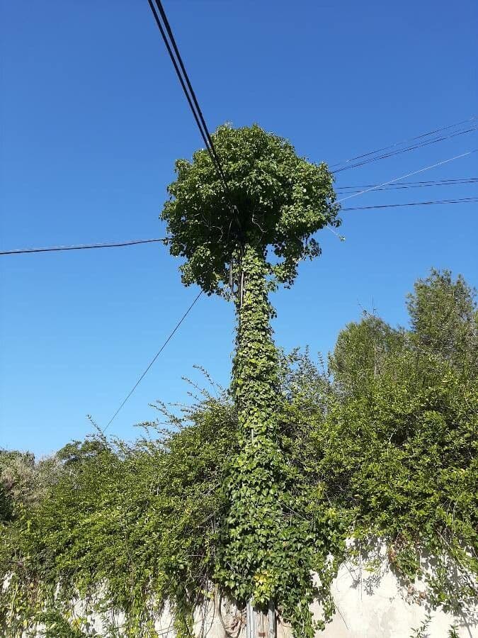 Břečťan kanárský 14