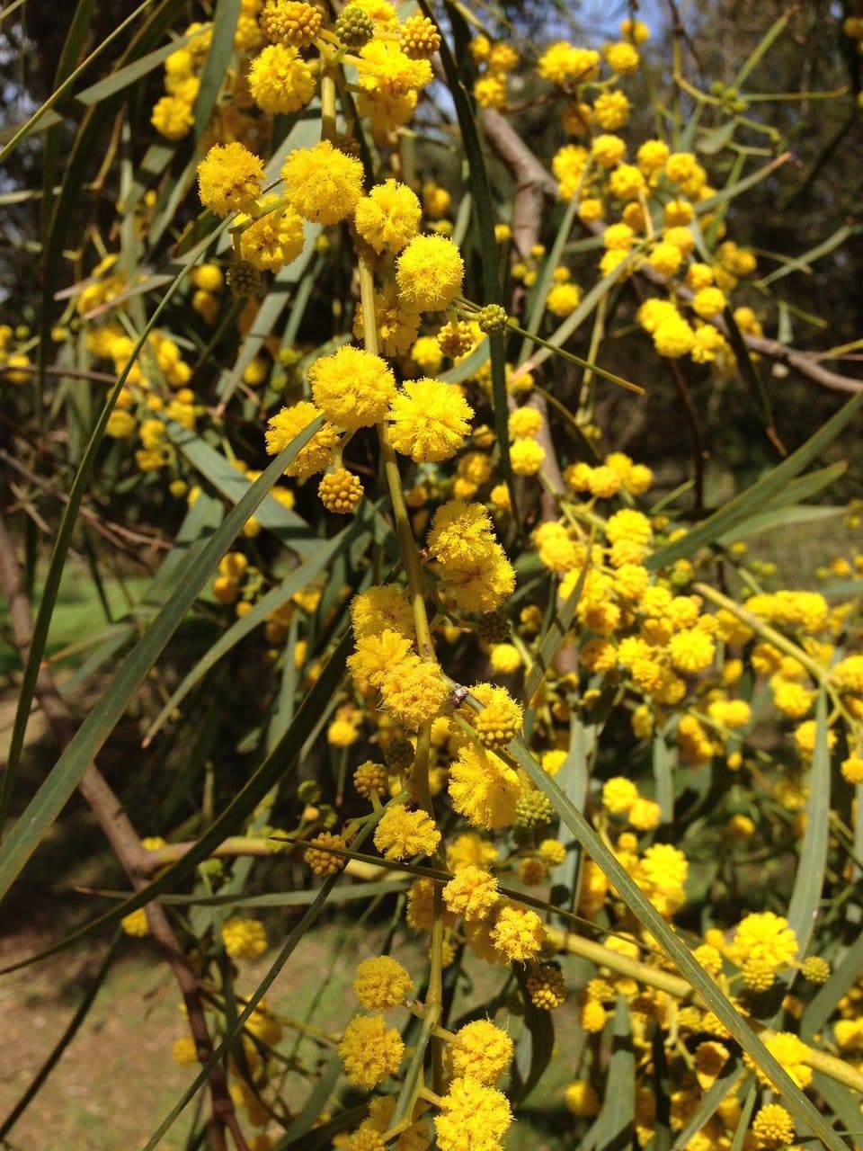 Acacia saligna 27