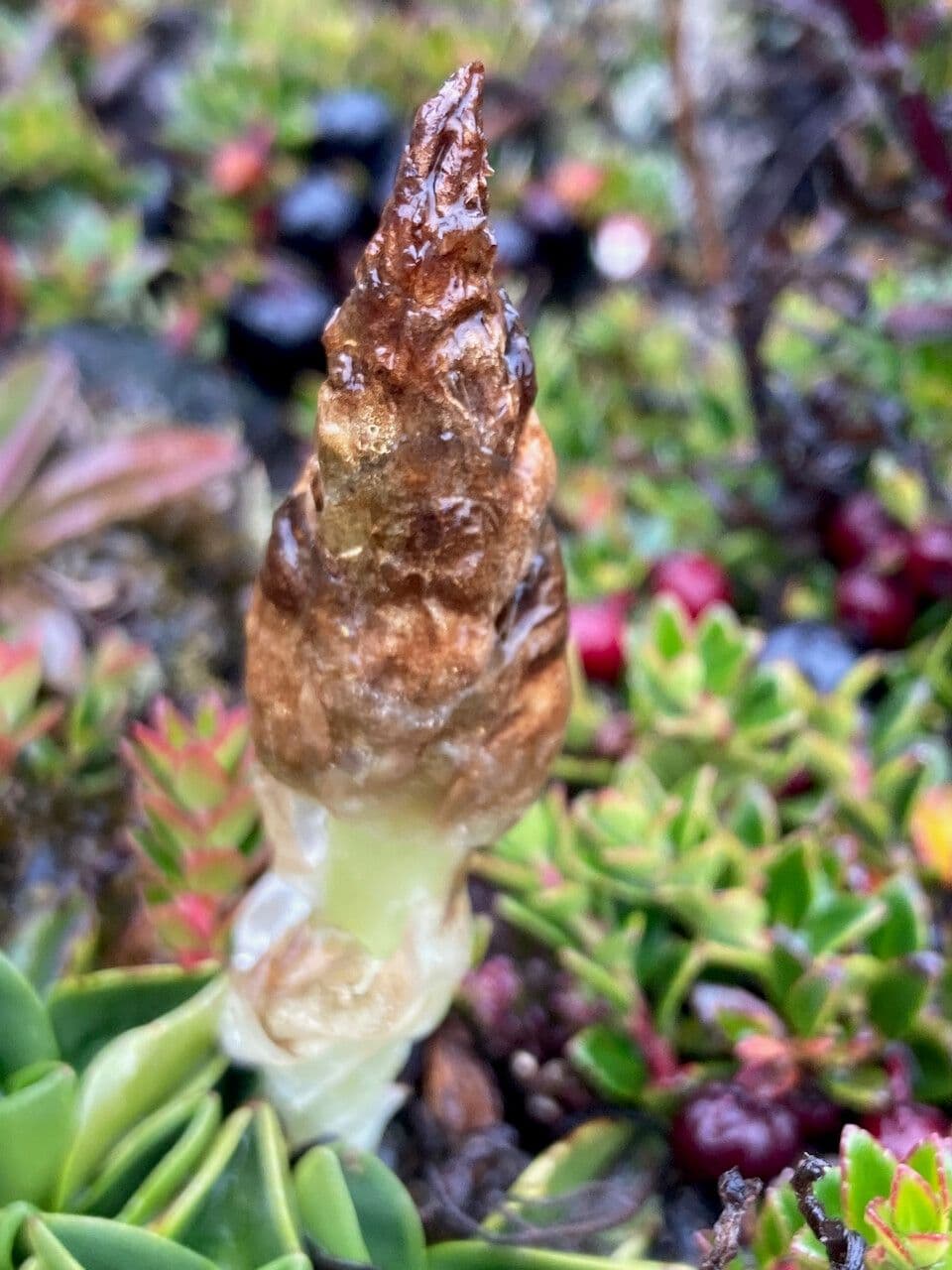 Myrosmodes