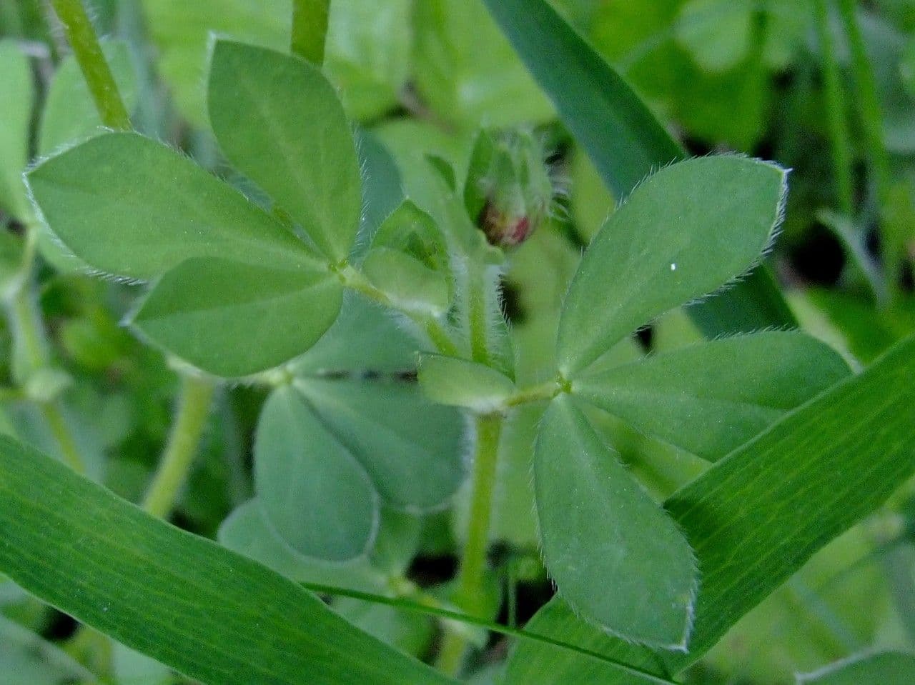 Spargelklee 16