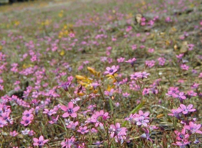 Navarretia leptalea 6