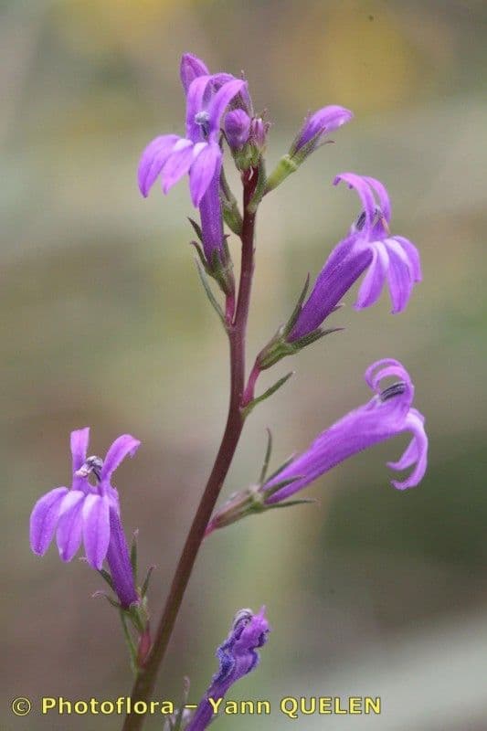 Lobelia urens 17