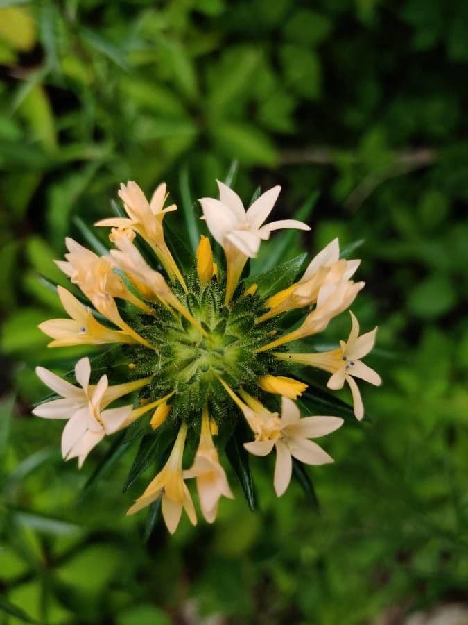 Collomia grandiflora 6