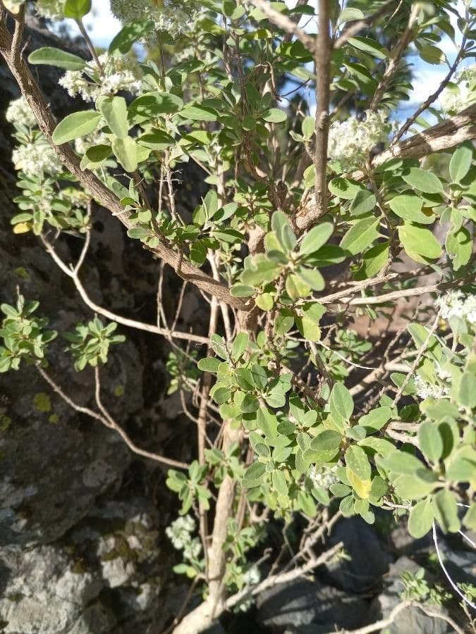 Bystropogon 11