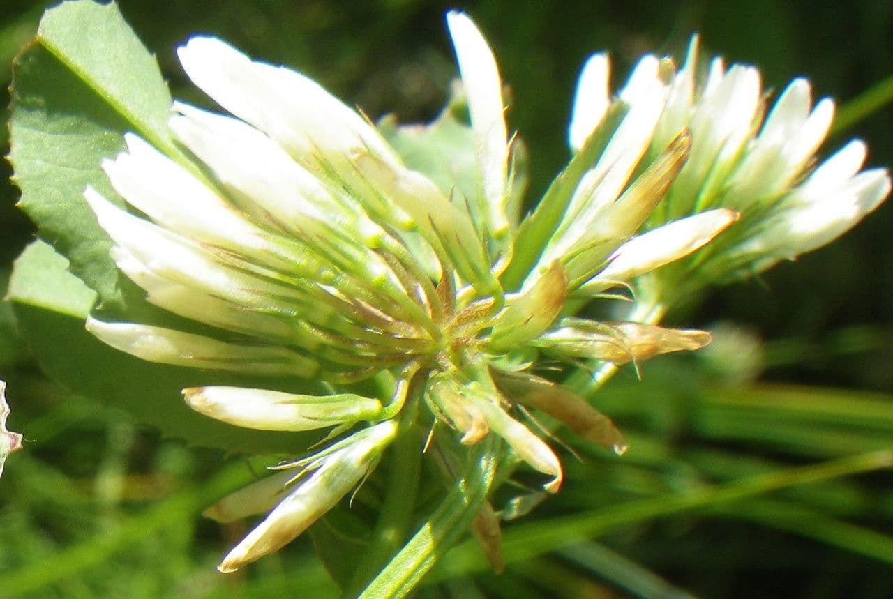 Trifoglio 9