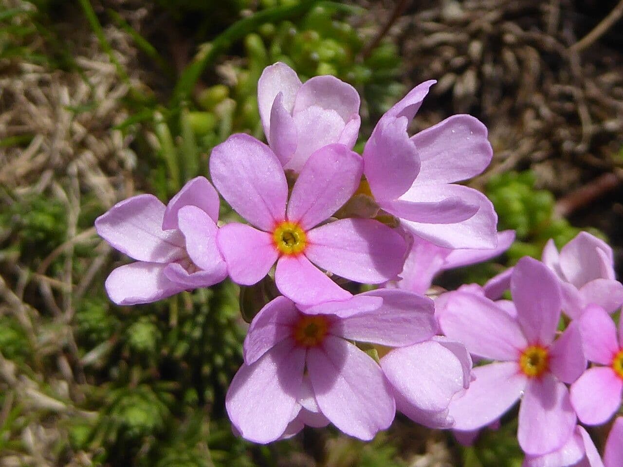 Androsace di Haller 2