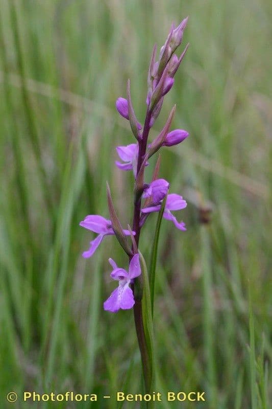 Sumpf-Knabenkraut 18