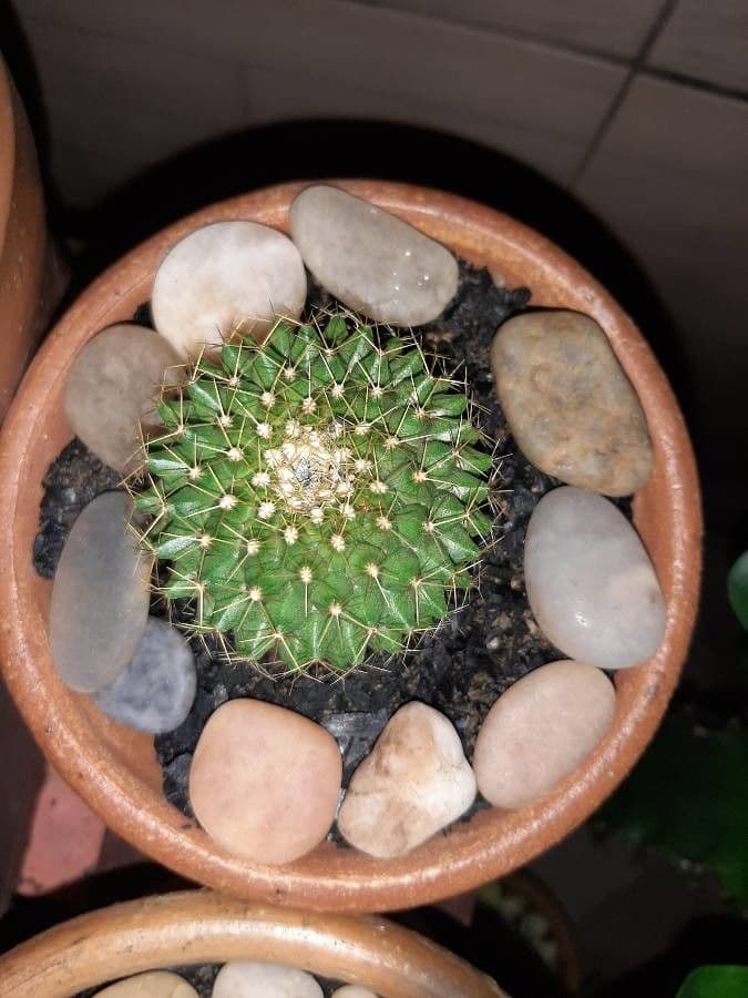 Mammillaria 12