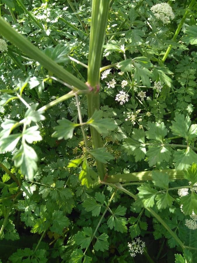 Finocchio acquatico 2