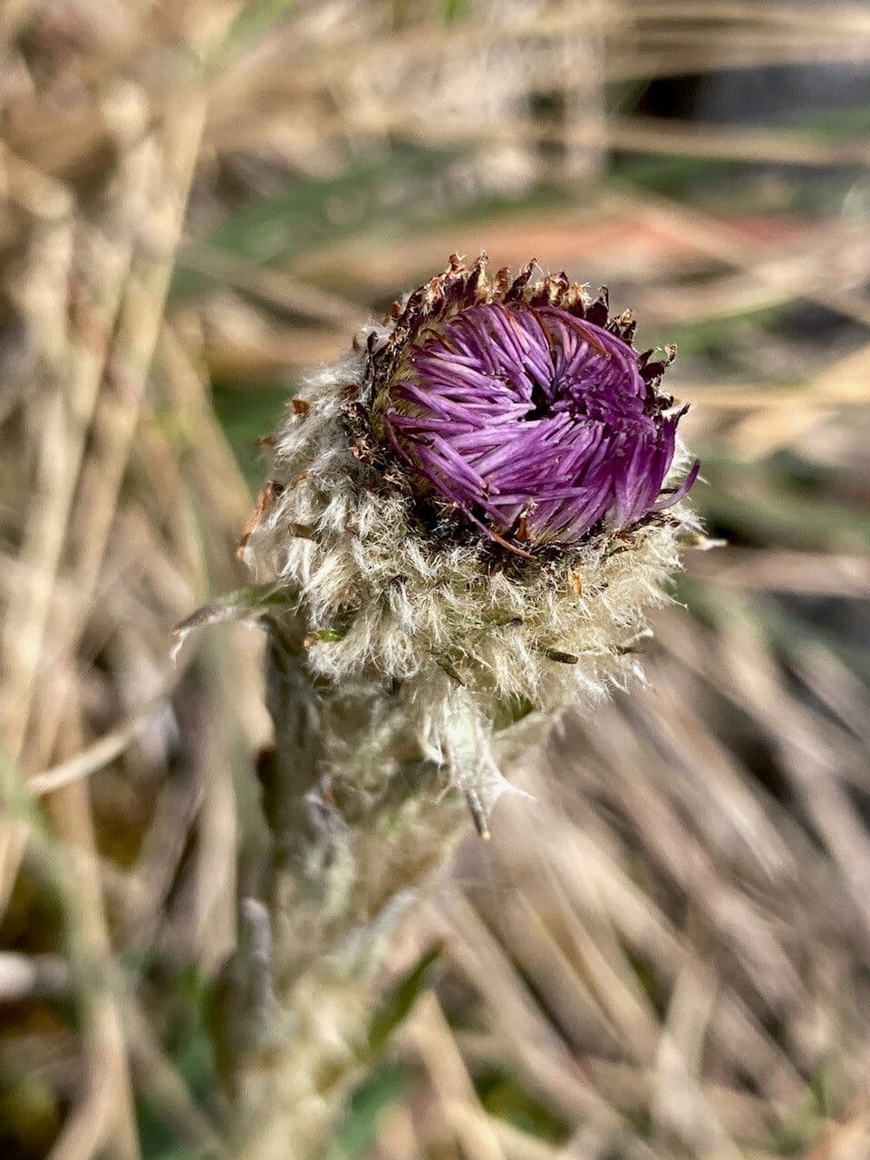 Andyjsky aster 3