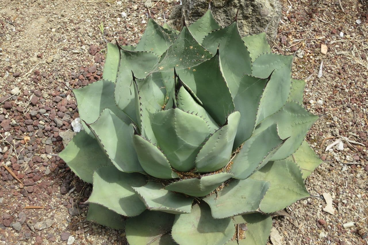 Agave 2