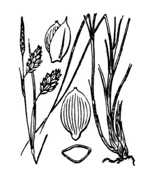 Carice limosa 24