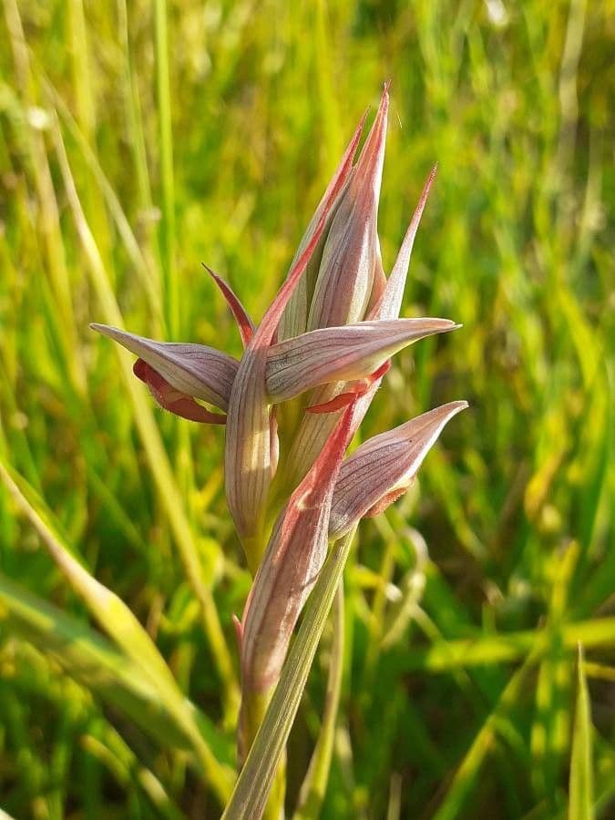 Serapias parviflora 6