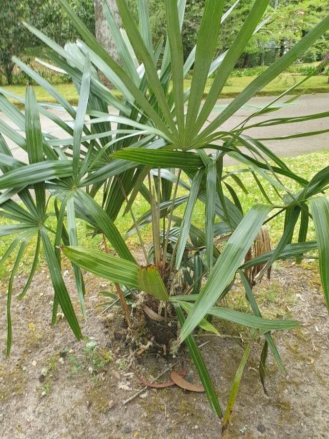 Palma aghiforme 4