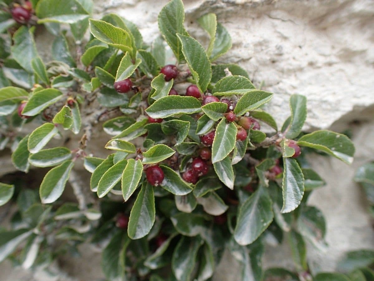 Krušina 8