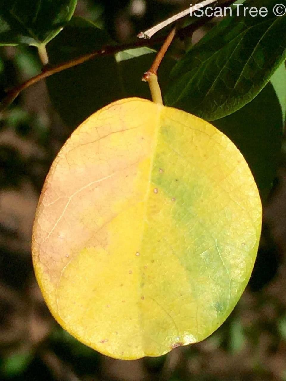 Pseudolachnostylis 2