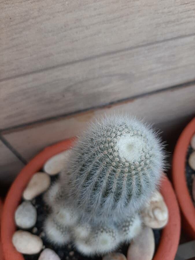 Parodia 16