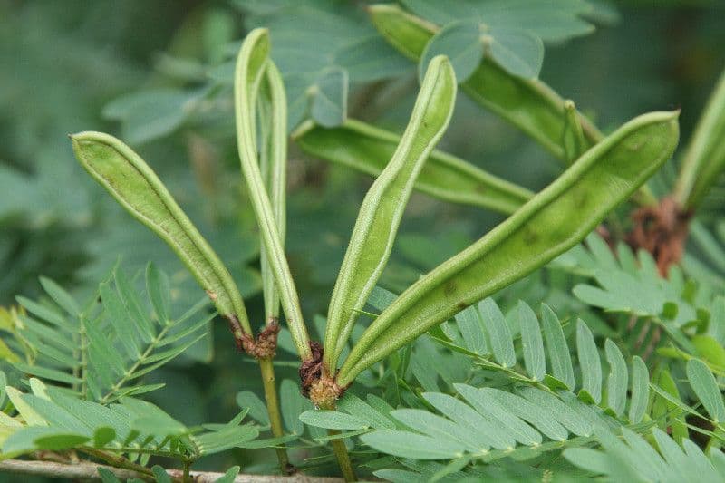Calliandra del Suriname 3