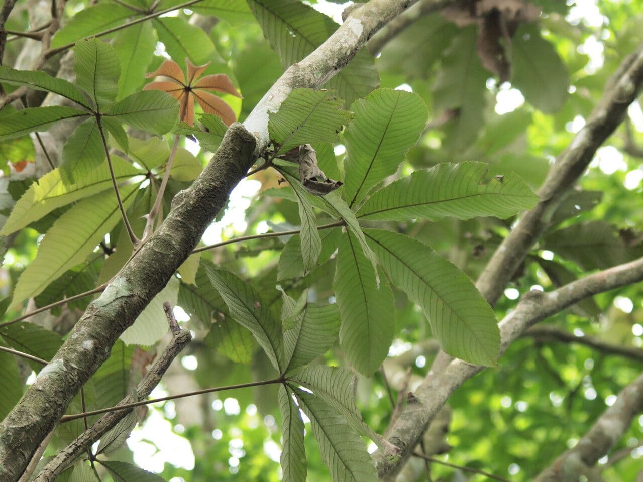 Myrianthus 2