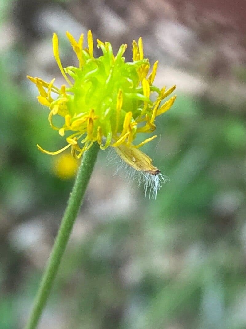 Ranunculus aduncus