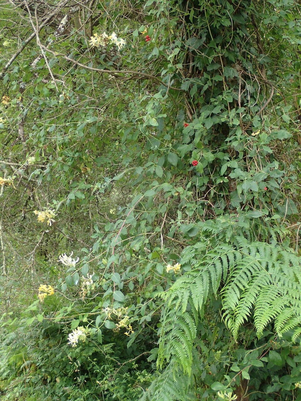 Wald-Geißblatt 14