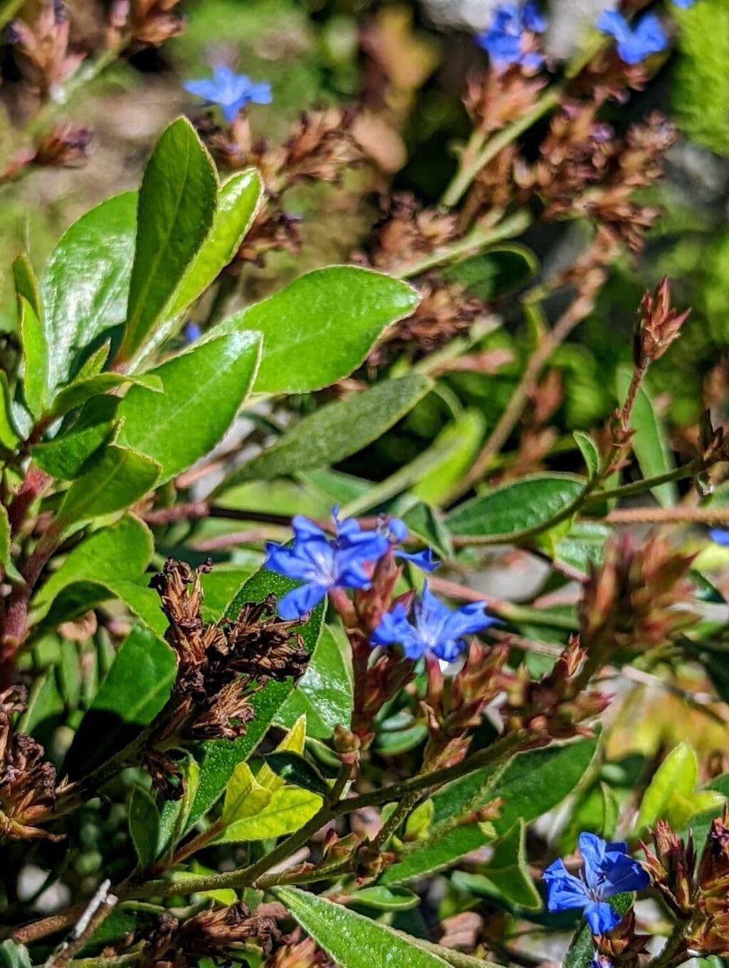 Ceratostigma nano 5