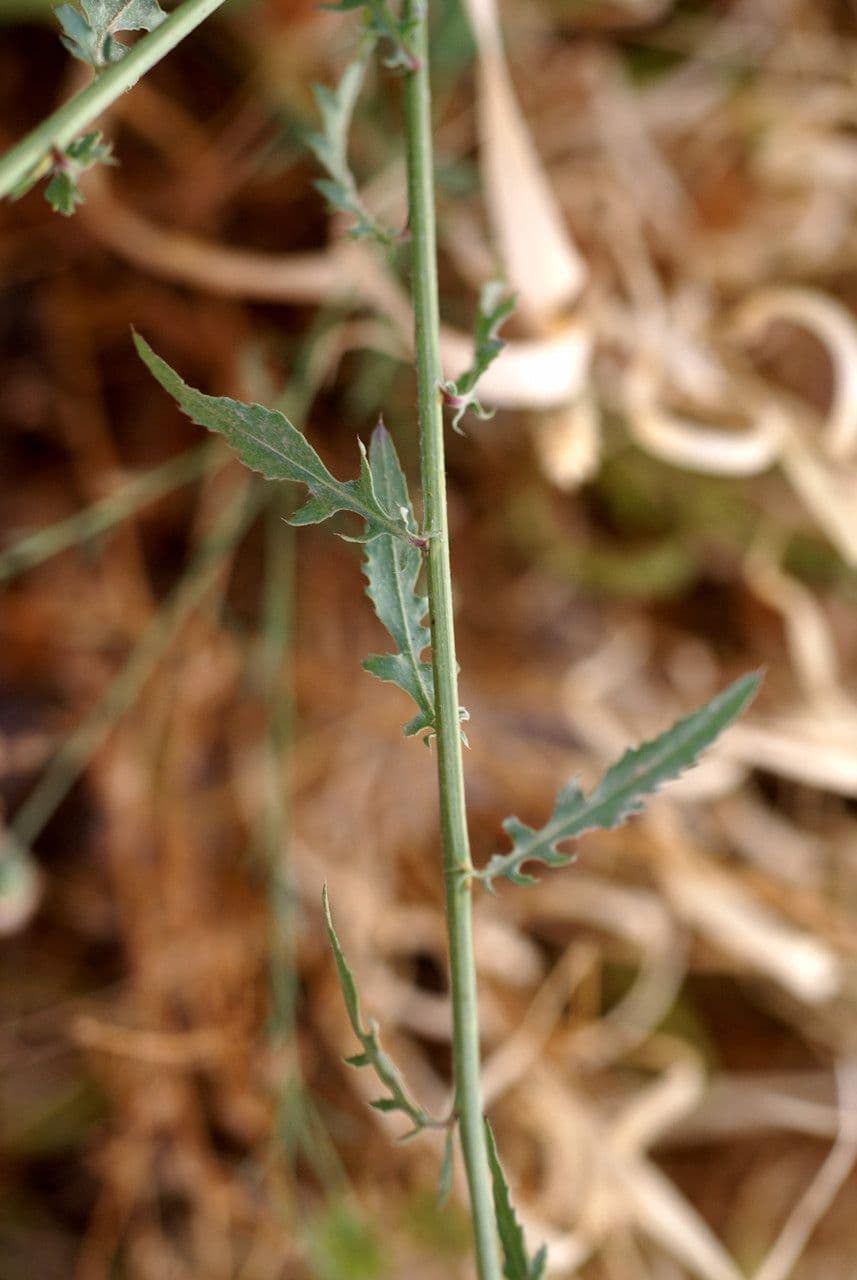 Mantisalca 24