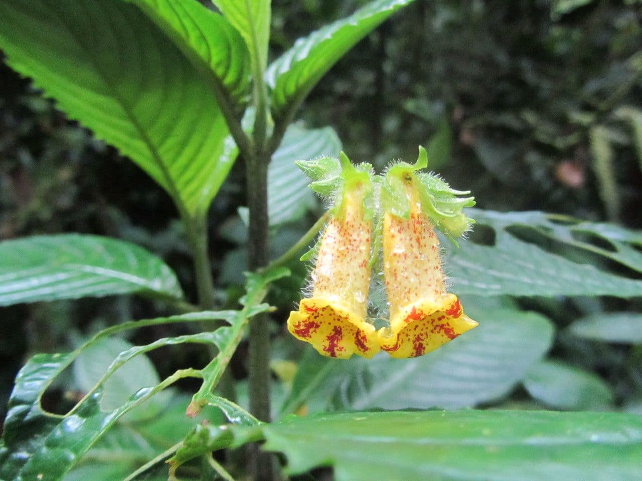 Gasteranthus 2