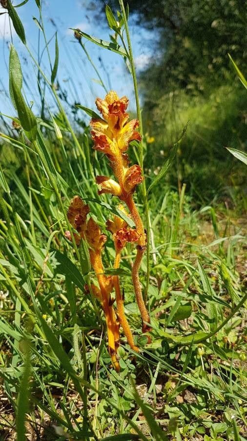 Succiamele gracile 18