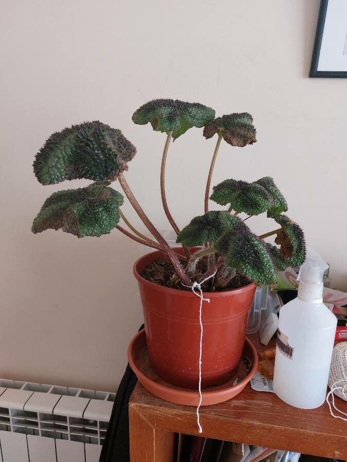 Begonia croce di ferro