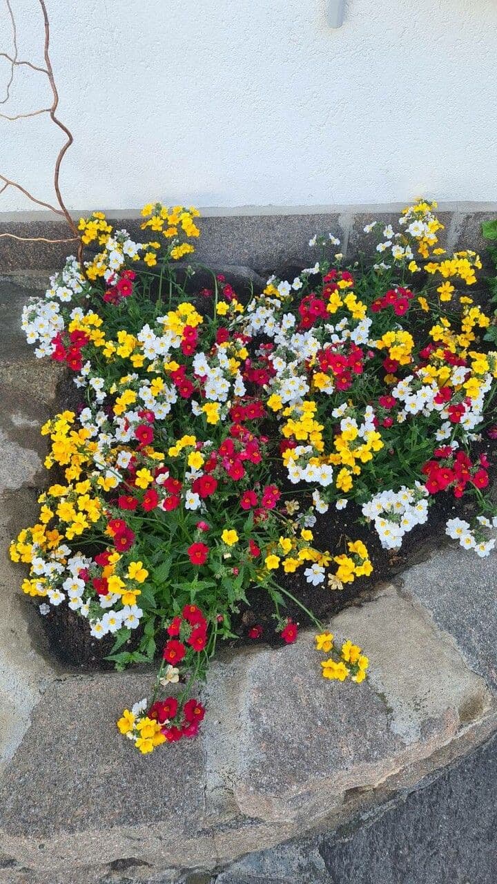 Nemesia 12